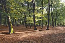 Fagus sylvatica woodland